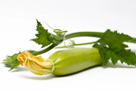 Marrow Foto stock