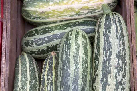 Marrow Vegetable Background Foto stock