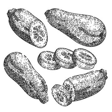 Marrow vegetable set sketch hand drawn vector Stock Illustration