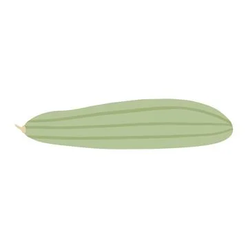 Marrow vegetable. Zucchini isolated. Illustrazione stock