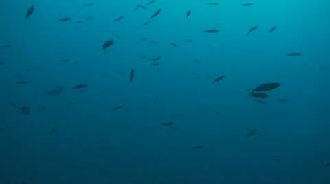 Marrs fusilier Stock Footage 10737357