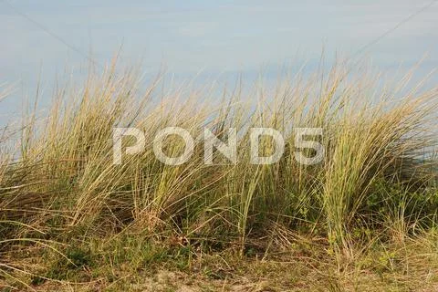 Marrum Grass Stock Photos