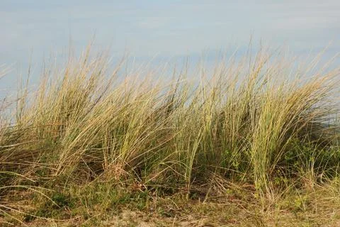 Marrum Grass Stock Photos