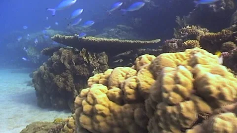 Marsa Alam Barrier Reef Stock Footage 292705304