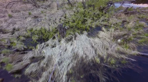 Marsh aerial view Stock Footage 51315672