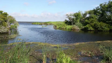 Marsh and water landscape Stock Footage 36753101