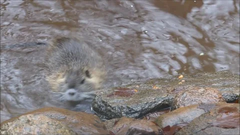 Marsh beaver Stock Footage 74123979