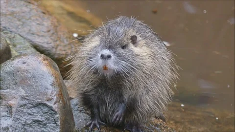 Marsh beaver Stock Footage 74124047