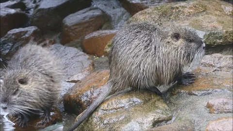 Marsh beaver Stock Footage 74124076