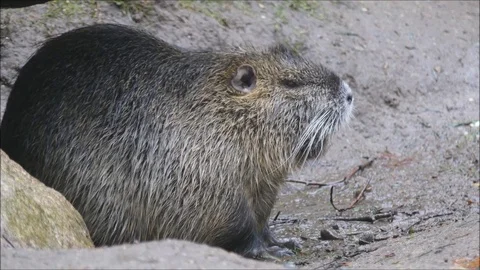 Marsh beaver Stock Footage 74124142