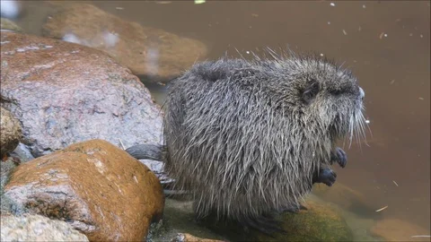 Marsh beaver Stock Footage 74124184