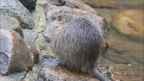 Marsh beaver Stock Footage 74124213