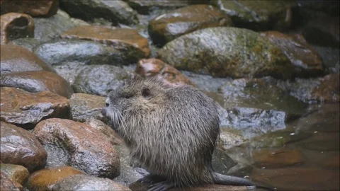 Marsh beaver Video stock 74124318