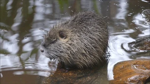 Marsh beaver Stock Footage 74124322