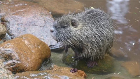 Marsh beaver Stock Footage 74124480