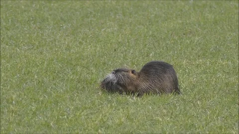 Marsh beaver Stock Footage 74124710