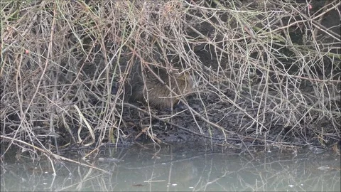 Marsh beaver Stock Footage 74124765