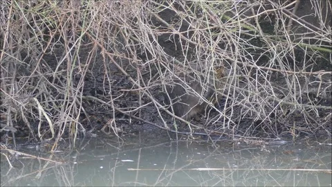 Marsh beaver Stock Footage 74124778