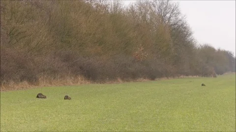 Marsh beaver Stock Footage 74124848