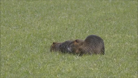 Marsh beaver Stock Footage 74124871