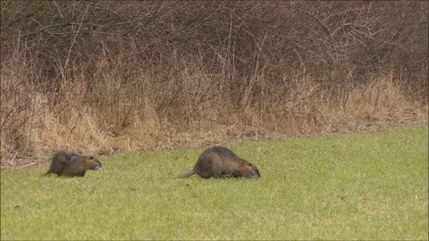 Marsh beaver Stock Footage 74124936