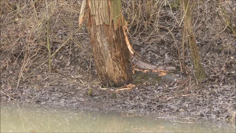 Marsh beaver Stock Footage 74124993