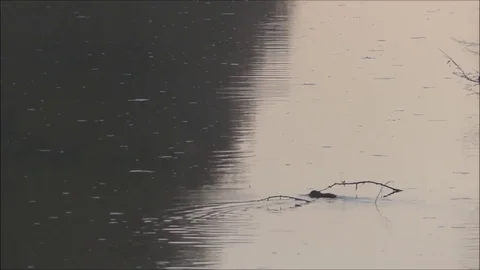 Marsh beaver Stock Footage 74125150