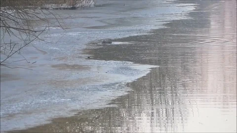 Marsh beaver Stock Footage 74125239