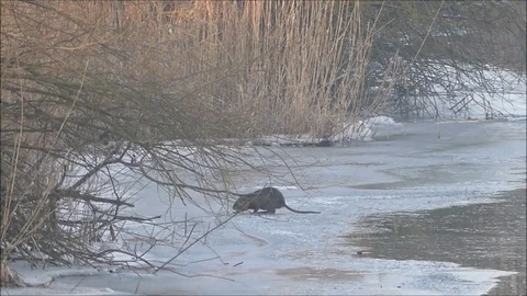 Marsh beaver Stock Footage 74125343
