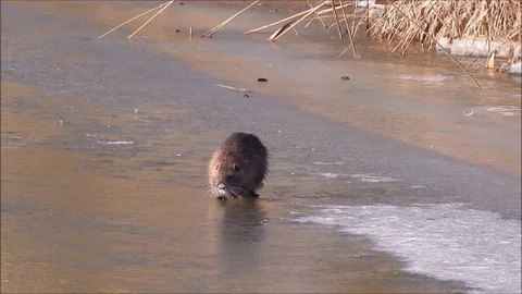 Marsh beaver Stock Footage 74125654