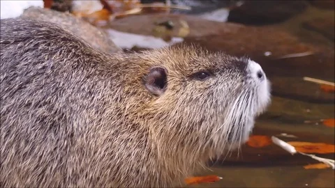 Marsh beaver Stock Footage 74126256