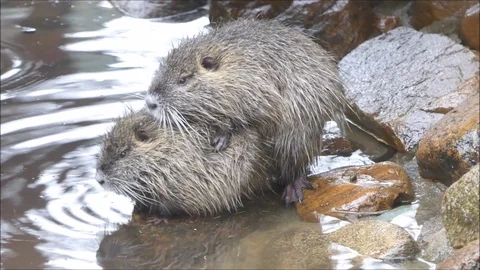 Marsh Beavers Video stock 74123974