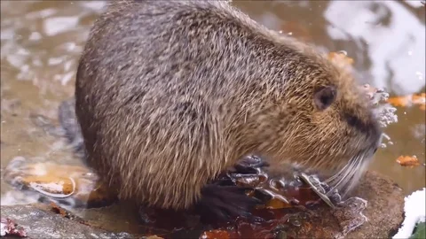 Marsh Beavers Stock Footage 74129021