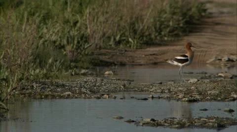 Marsh Birds 01 Stock Footage