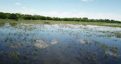 Marsh Birds Stock Footage 154898537
