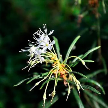 Marsh blossom Foto stock