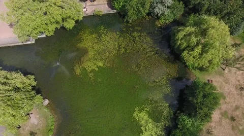 Marsh bog swamp in a park 動画素材 68002583