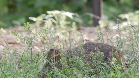 A marsh bunny rabbit eats grass at Mead Gardens park in Orlando Florida, 4k Stock Footage 129034150