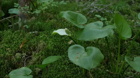 Marsh calla blooming Stock Footage 135970691