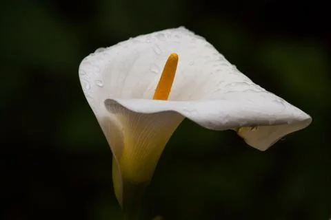Marsh calla flower Stock Photos