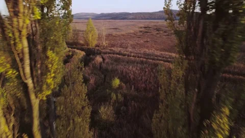 Marsh Cold Haze Pass Through and Reveal Stock-Footage 201742363