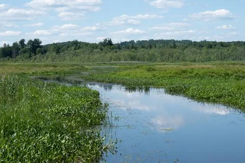 Marsh in Connecticut Stock Photos