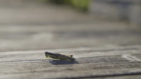 Marsh Cricket Insect Crawling Over Boardwalk On A Sunny Day. Selective Stock Footage 272573362
