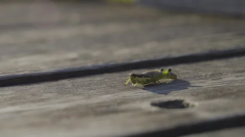 Marsh Cricket Insect Slowly Crawling Over Boardwalk Plank On A Sunny Day. Stock Footage 272572708