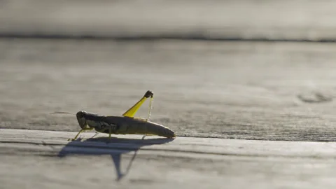 Marsh Cricket Slowing Crawling Along On Boardwalk Plant On A Sunny Day. Stock Footage 272571850