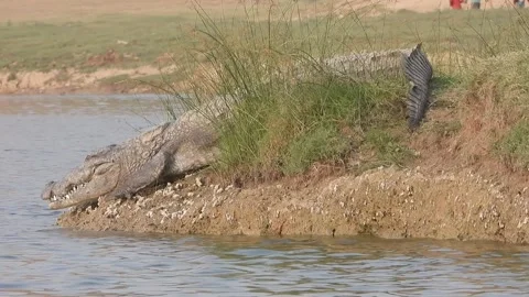 Marsh crocodile going for the water Stock Footage 154238187