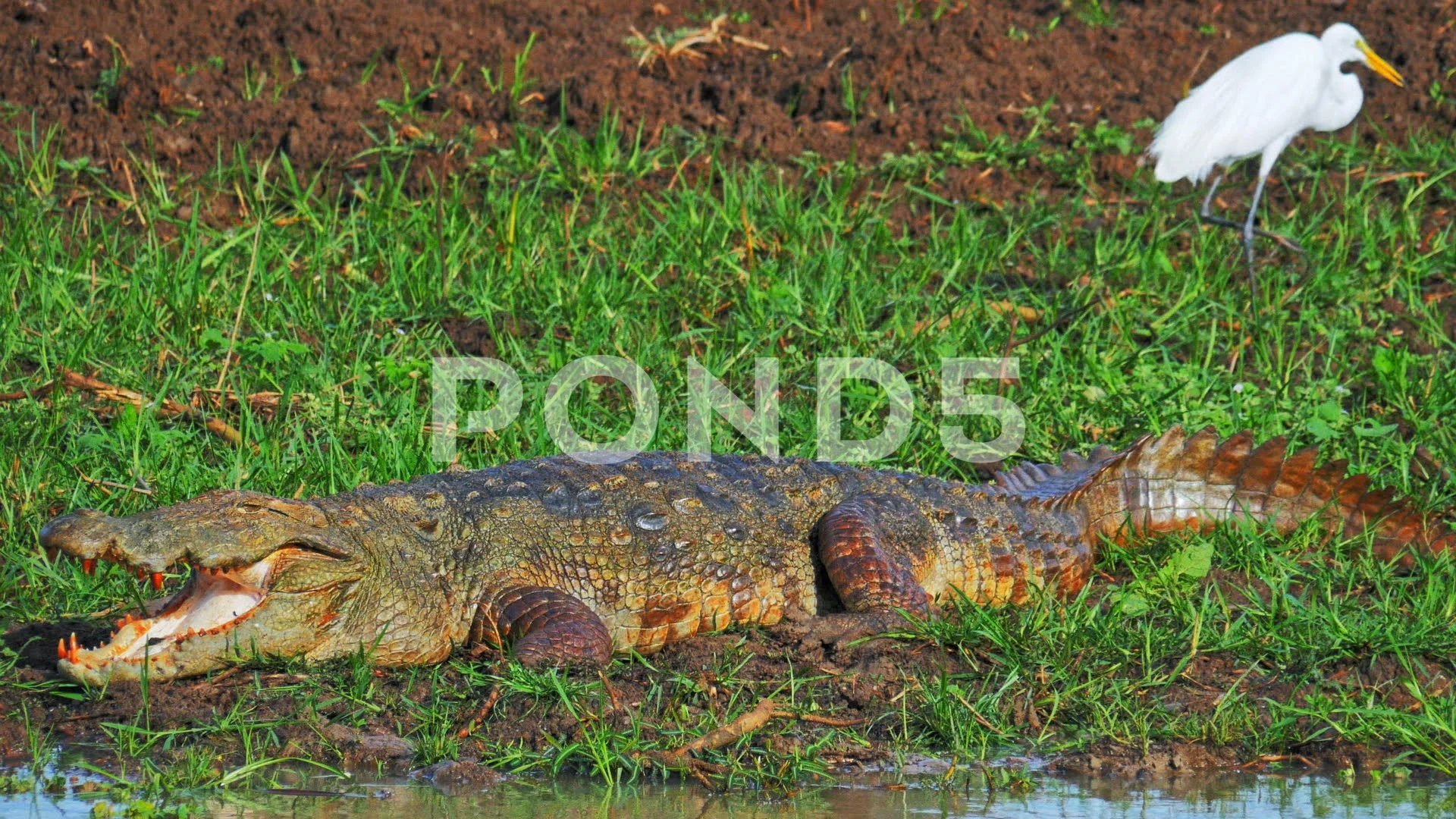 marsh crocodile large carnivorous