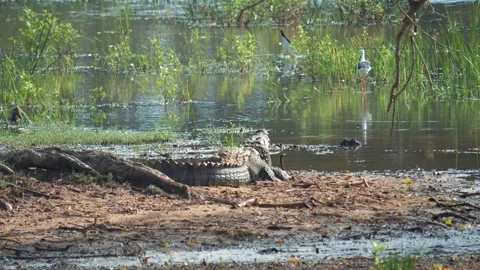 Marsh crocodile resting on river bank with birds Video stock 308027324