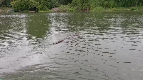 A Marsh crocodile swimming, floating, moving in its natural habitat. Stock Footage 314569246