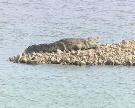 Marsh Crocoldile Stock Footage 11315442